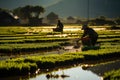 Agriculture of Asia Local Thai farmers are planting rice fields