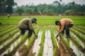 Agriculture of Asia Local Thai farmers are planting rice fields