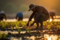 Agriculture of Asia Local Thai farmers are planting rice fields