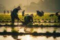 Agriculture of Asia Local Thai farmers are planting rice fields