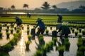 Agriculture of Asia Local Thai farmers are planting rice fields