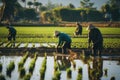 Agriculture of Asia Local Thai farmers are planting rice fields