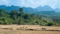 Agriculture in Asia. Wild forest, mountains and farm animals