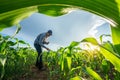 Agriculture of Asian farmer using mobile phone to check fresh green corn\'s sprouts in soil of maize in spring on the field