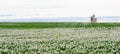 Agriculture in Australia, silos in paddock of green crop