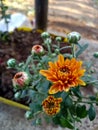Shevanti ( Chrysanthemum ) flowering trees in the Indian climate selective focus on subject background blur