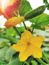 Green cucumbers in the garden. Growing cucumbers on their land in a greenhouse. Ripening flowering cucumbers on the branches among Royalty Free Stock Photo