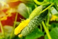 Green cucumbers in the garden. Growing cucumbers on their land in a greenhouse. Ripening flowering cucumbers on the branches among Royalty Free Stock Photo