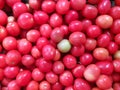 Green tomato among red tomatoes Royalty Free Stock Photo