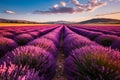 Agriculture background landscape panorama. Field of blooming lavender field, lavandula angustifolia
