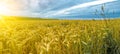 Agriculture background - Landscape of summer grain barley field, green meadow and forest, under blue cloudy sky with sunshine in Royalty Free Stock Photo