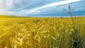 Agriculture background - Landscape of summer grain barley field, green meadow and forest, under blue cloudy sky with sunshine in Royalty Free Stock Photo