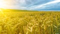 Agriculture background - Landscape of summer grain barley field, green meadow and forest, under blue cloudy sky with sunshine in Royalty Free Stock Photo