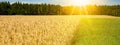 Agriculture background - Landscape of summer grain barley field, green meadow and forest, under blue cloudy sky with sunshine in Royalty Free Stock Photo