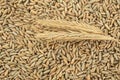 Agriculture background - two spikelets of rye on rye grains Royalty Free Stock Photo