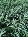 Agriculture bajra and natural tree and my farm.