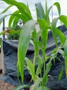 Image of corn plant with big leaves Royalty Free Stock Photo