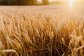 Agriculture Business - golden wheat eras on agricultural field