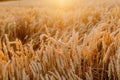 Agriculture Business - golden wheat eras on agricultural field