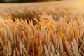 Agriculture Business - golden wheat eras on agricultural field