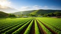 agriculture celery farm ca