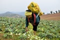 Agriculture, Chao Doi women.