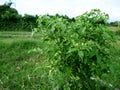 Agriculture chili pepper also chile pepper or chilli pepper at g