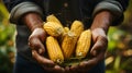 Agriculture Close up of hands of farmer carrying ripe corn