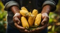 Agriculture Close up of hands of farmer carrying ripe corn on the cob