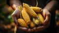 Agriculture Close up of hands of farmer carrying ripe corn