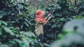 Agriculture, coffee garden coffee tree with coffee beans, female workers are harvesting ripe red coffee beans