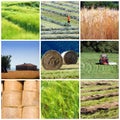 Agriculture collage Royalty Free Stock Photo