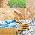 Agriculture collage Royalty Free Stock Photo