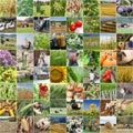 Agriculture collage from farming and products