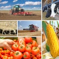 Agriculture - collage