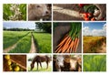 Agriculture collage, food production, corn field,, wheat, apples, cows