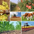 Agriculture - collage