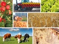 Agriculture - collage Royalty Free Stock Photo