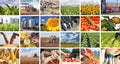 Agriculture in collage Royalty Free Stock Photo