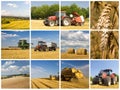 Agriculture concept Royalty Free Stock Photo