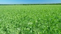 Agriculture concept. Blooming peas white and pink pea or pisum sativum, flowers. Wide shot. Royalty Free Stock Photo