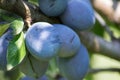 Blue plums, purple fruits on a tree`s branch in the garden, ripe fruits, agriculture, healthy food Royalty Free Stock Photo