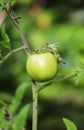 Agriculture concept. Green tomato grows in a garden outdoor