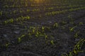 Agriculture concept. Rows of young corn plants growing on a vast field with dark fertile soil in a sunset. Royalty Free Stock Photo