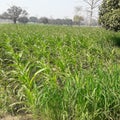 Agriculture of corn in bettiah west champaran bihar India Royalty Free Stock Photo