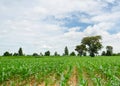 Agriculture, corn, corn seedlings. Royalty Free Stock Photo