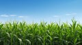 agriculture corn crops