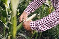 Agriculture Corn Farm Harvest. Golden Corn Growing. Ecological Farmer, Organic Horticulture, Producing Food And Crops Royalty Free Stock Photo