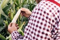 Agriculture Corn Farm Harvest. Golden Corn Growing. Corn Harvest. Farmers Work Corn Field. Ecological Farmer, Organic Royalty Free Stock Photo