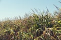 Agriculture corn field in late summer with ripe maize Royalty Free Stock Photo